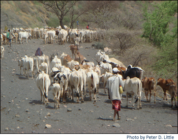 Cattle herd on road